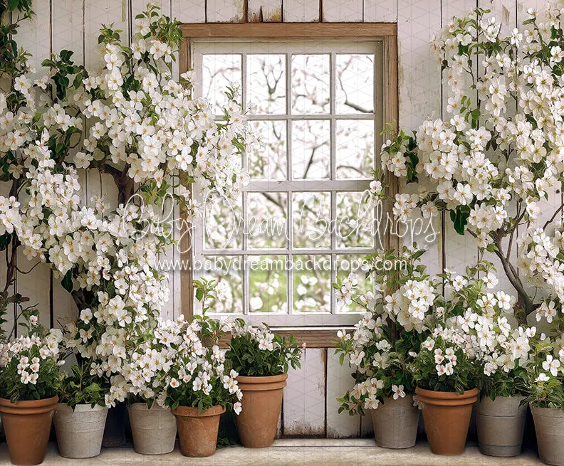 Apple Blossom Barn Window (Ja) 1