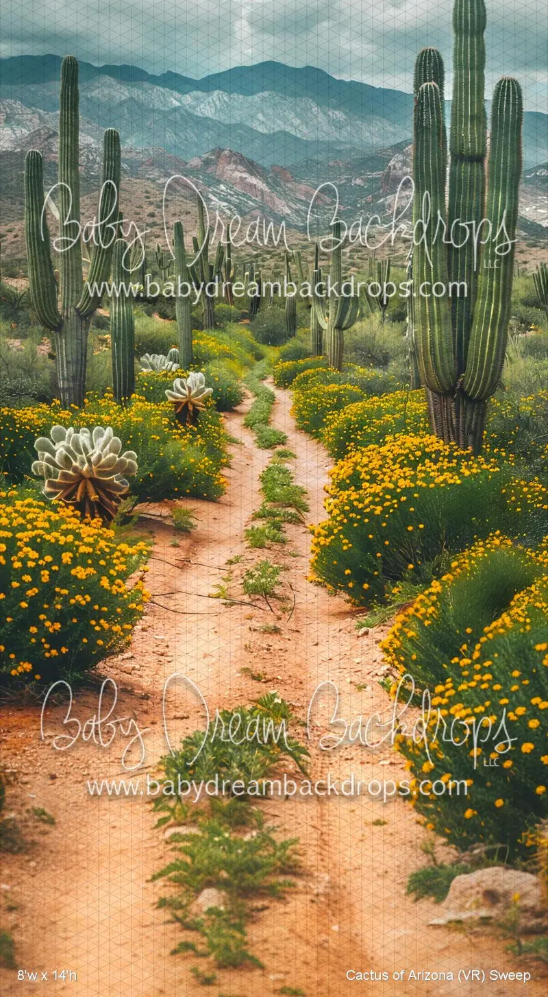 Cactus Of Arizona Sweep (Vr) 4