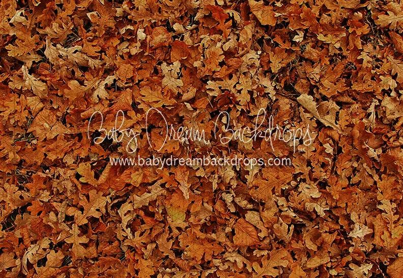 Fall Hike Leaves Floor (Cc) 1