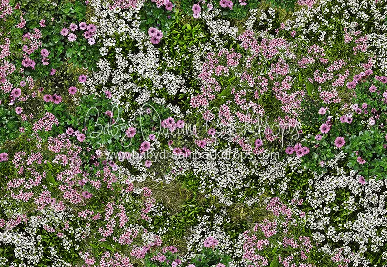 First Blooms Of Spring Meadow Floor (Cc) 1