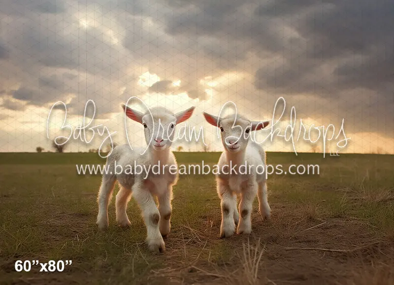 Lambs In The Pasture (Az) 1