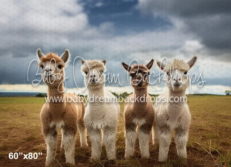 Llama's On The Farm (Az) 1