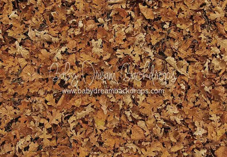 October Leaves Floor (Cc) 1
