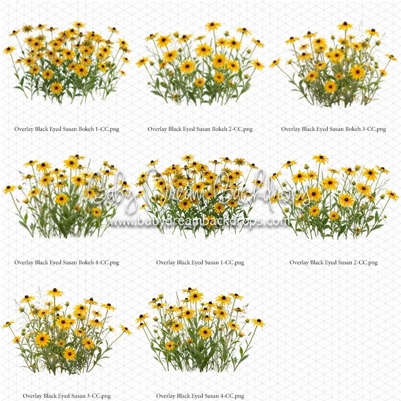 Overlays Black Eyed Susan 1