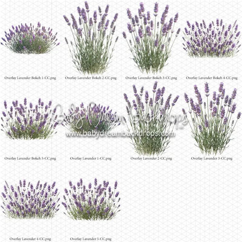 Overlays Lavender 1