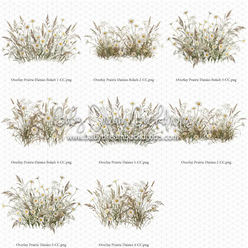 Overlays Prairie Daisies 1