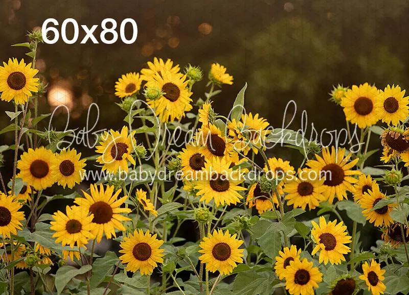 Sunflower Paradise 1