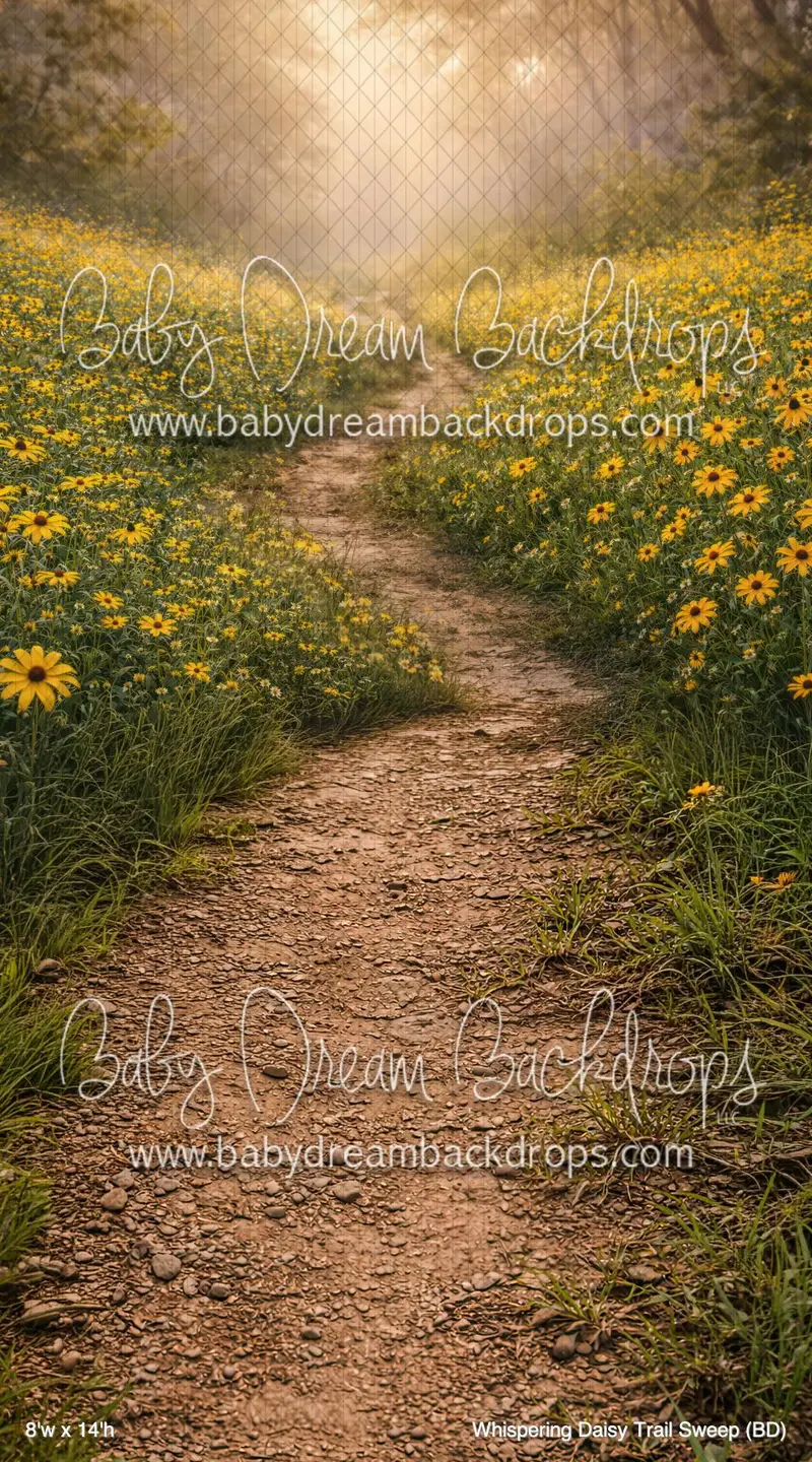 Whispering Daisy Trail Sweep (Bd) 1