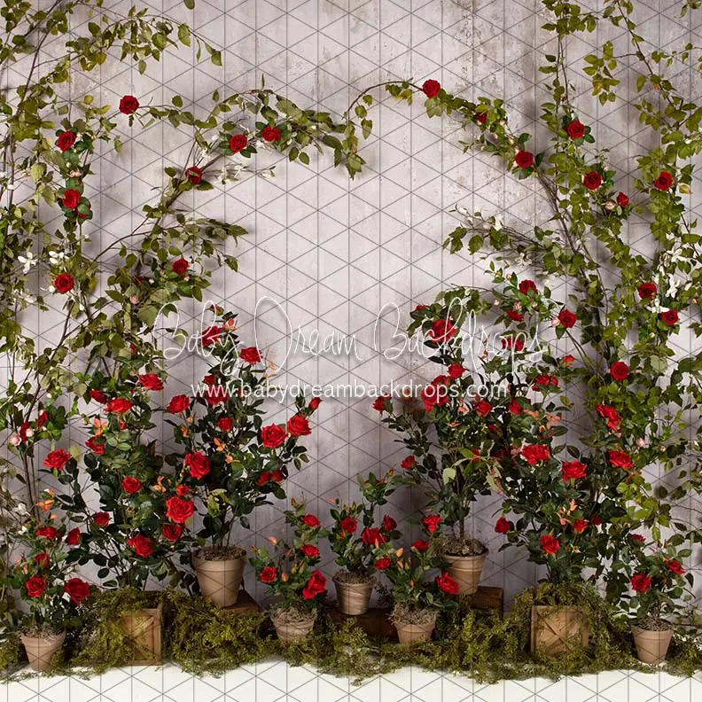 X Drop Romance Garden Wall 1