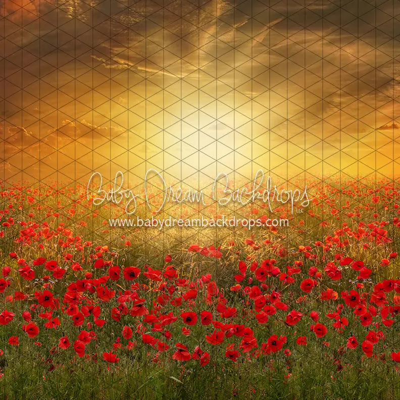 X Drop Sunset Poppies (Cc) 1