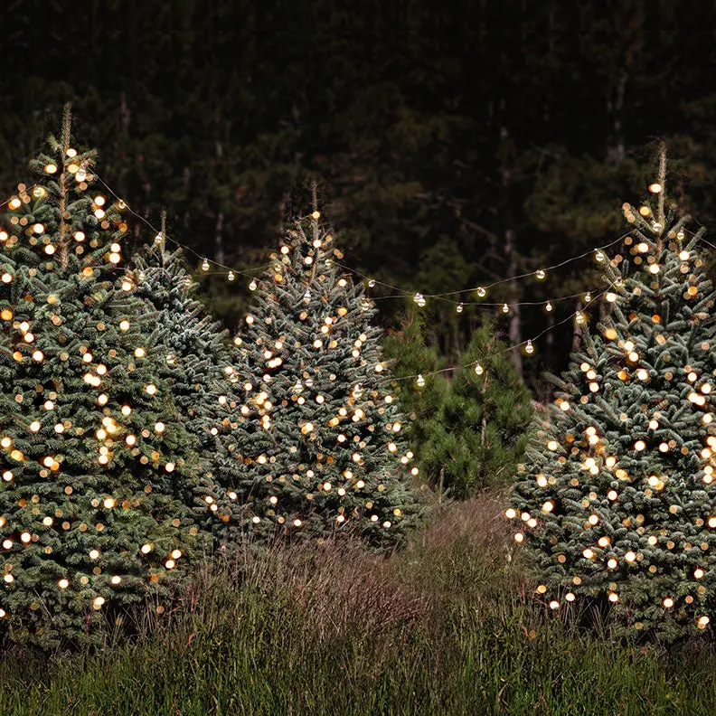 X Drop Tree Farm With Lights 1