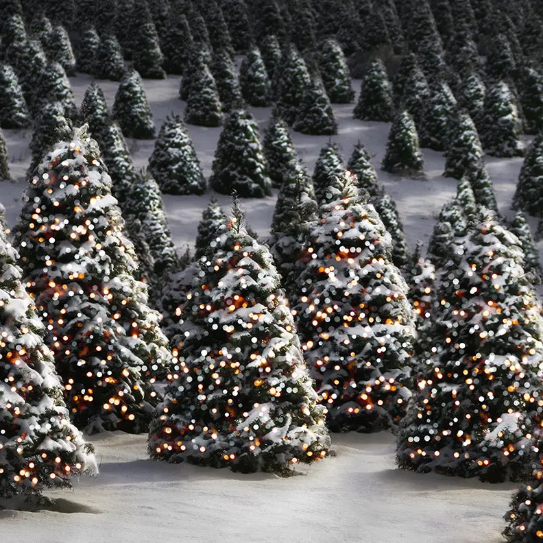 X Drop Twinkle In The Trees 1
